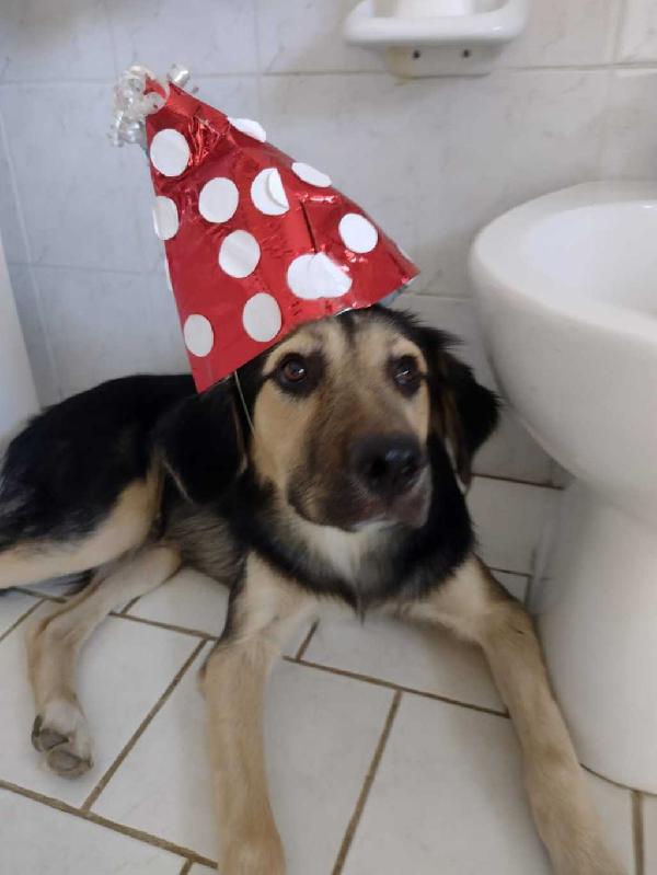 Ciao a tutti da Remì.! Splendido Simil Pastore di 9 mesi (Catania) Foto 3